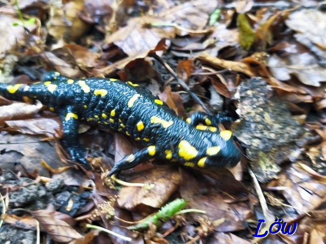 4.5.2025 - Feuersalamander